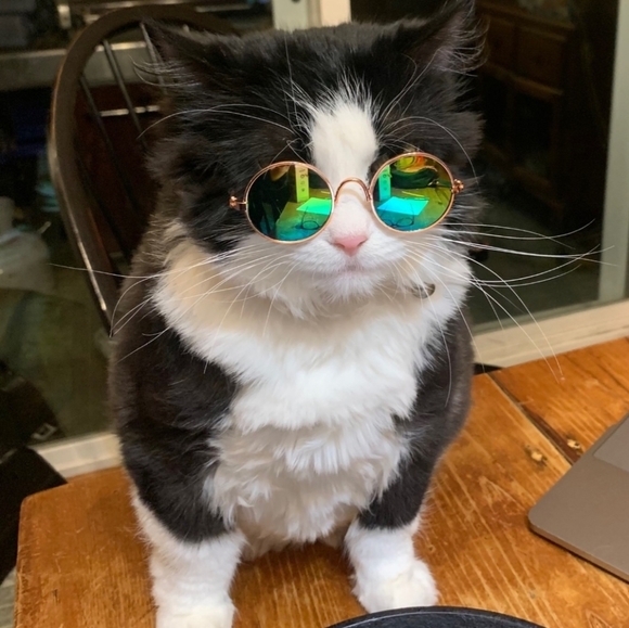 NEW Pet Sunglasses Cat 🐈 😻 Dog 🐕 L👀K - Picture 11 of 14